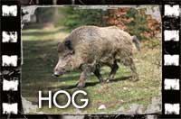 Water Valley Lodge Hog Pictures