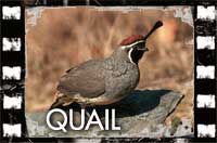 Water Valley Lodge Quail Pictures