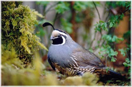 A Nice Quail located at Water Valley Lodge